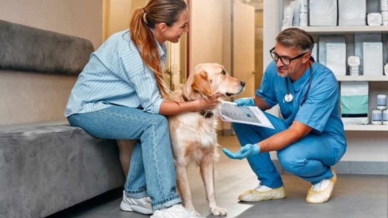 Como Escolher o Melhor Veterinário Para Seu Animal de Estimação