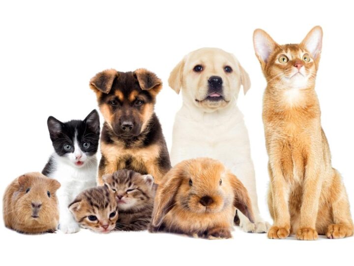 Como Ensinar Seu Pet a Fazer Truques Simples em Casa