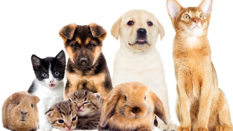 Como Ensinar Seu Pet a Fazer Truques Simples em Casa