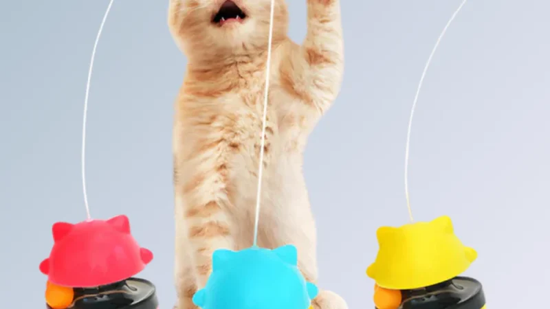 Os Melhores Brinquedos Para Gatos Que Estimulam a Mente
