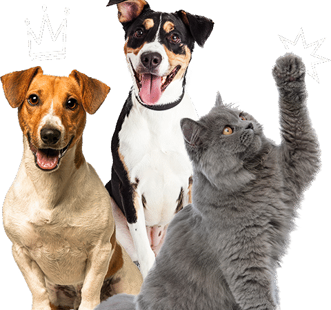 Como Evitar Pulgas e Carrapatos no Seu Pet de Forma Natural