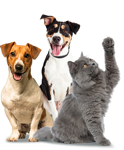 Como Evitar Pulgas e Carrapatos no Seu Pet de Forma Natural