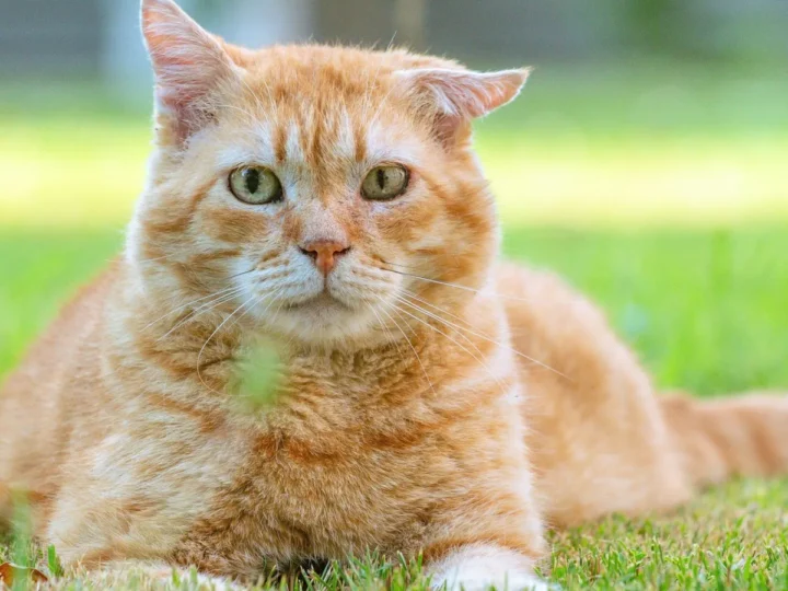 Como Alimentar Seu Gato de Forma Saudável e Econômica