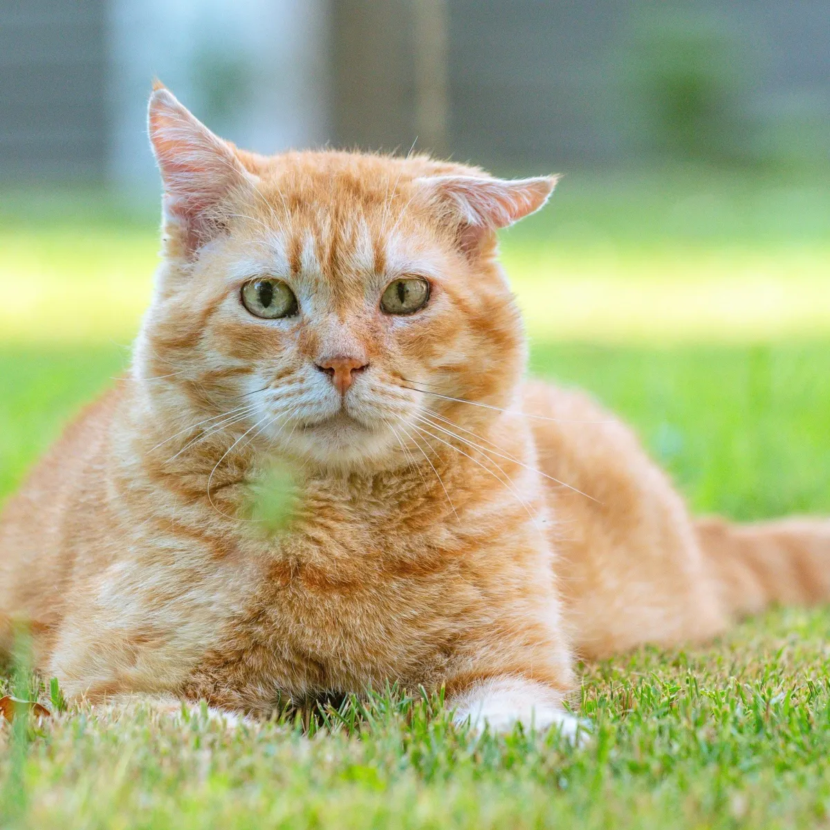 Como Alimentar Seu Gato de Forma Saudável e Econômica