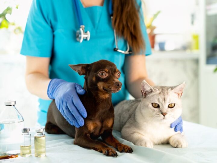 Vacinas e Cuidados Básicos Que Todo Dono de Pet Deve Conhecer