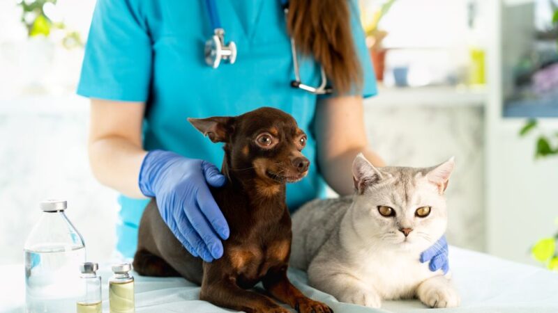 Vacinas e Cuidados Básicos Que Todo Dono de Pet Deve Conhecer