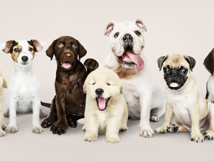 5 Raças de Cachorros Ideais Para Apartamento